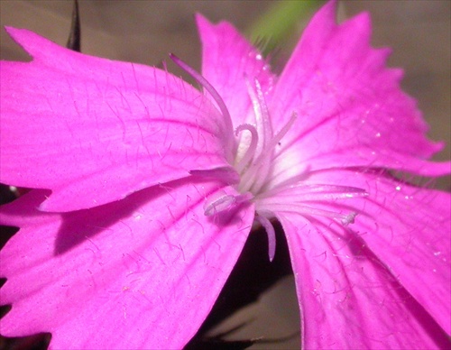 Svetlo medzi chĺpkami - Dianthus carthusianorum