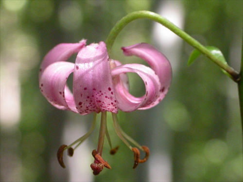 Krásavica - Lilium martagon