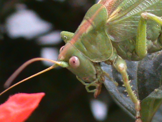 Kobylka zelená, návšteva ako z inej planéty