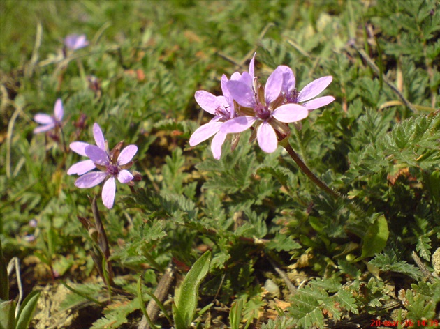 bocianik patrí k prvým jarným kvetinkám