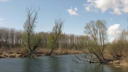 Dunajské luhy pri Bodíkoch