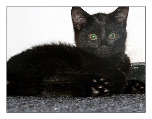 Čierna mačička