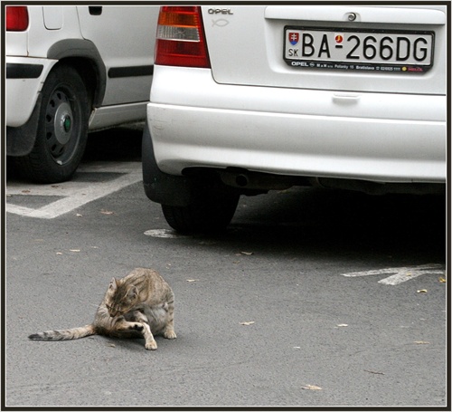 A má vôbec tá mačka parkovaciu kartu?