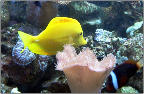 Žltá rybka