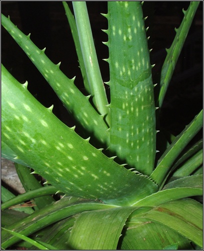 Zelená