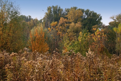 Farby jesene v lužných lesoch u Dunaja