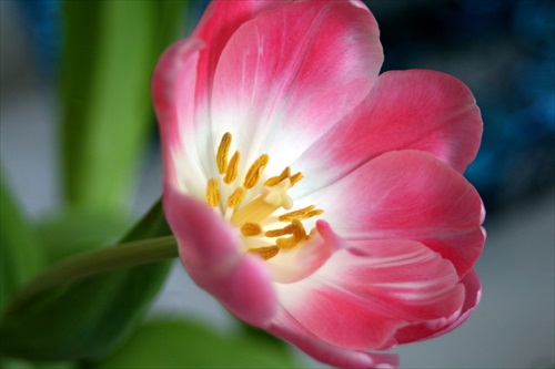 Sinvajúci tulipán