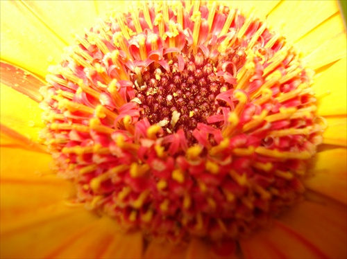 Gerbera