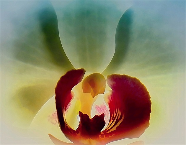 Anjelská orchidea