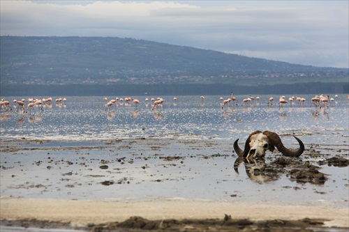 Lake Nakuru