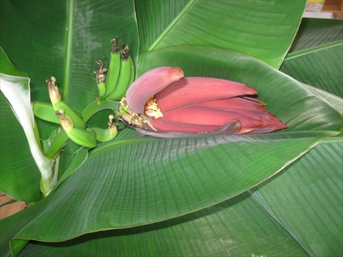 banana flower with small bananas