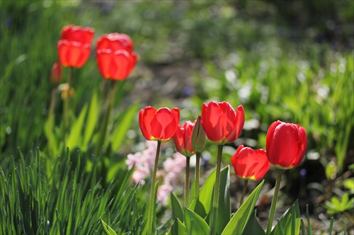 Krajina tulipánov.