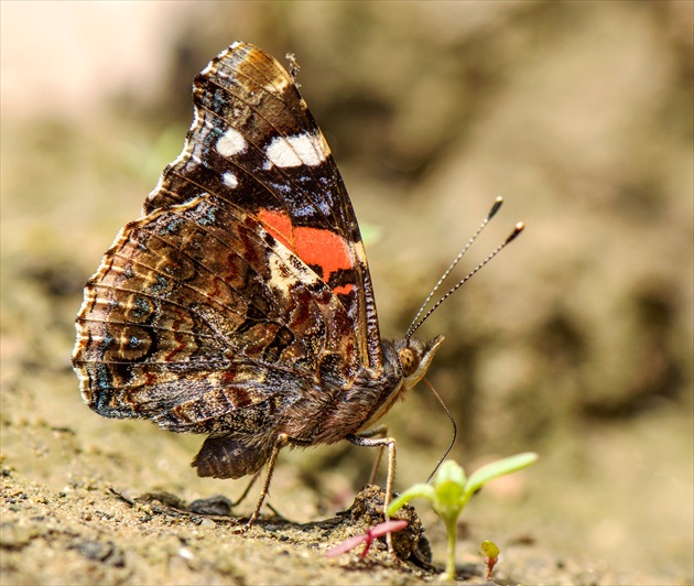 Babôčka admirálska ( Vanessa atalanta )