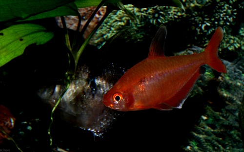 Hyphessobrycon eques- Tetra krvavá