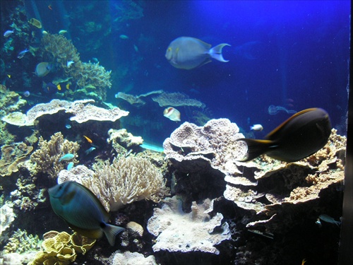 Monaco - Oceanograficke muzeum