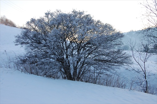zimná príroda_2