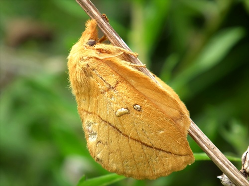 Priadkovec osikový (Gastropacha populifolia)