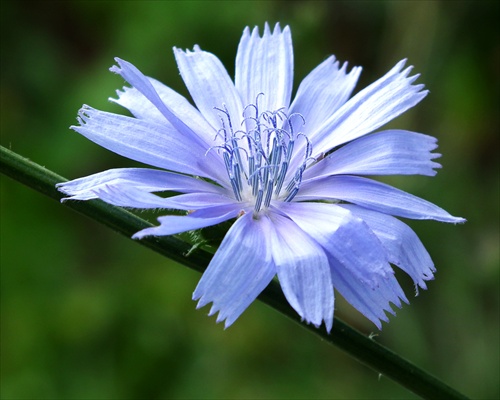 Čakanka obyčajná (Cichorium intybus L.)