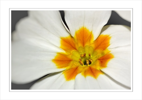 Prvosienka bezbyľová (Primula Vulgaris-White)