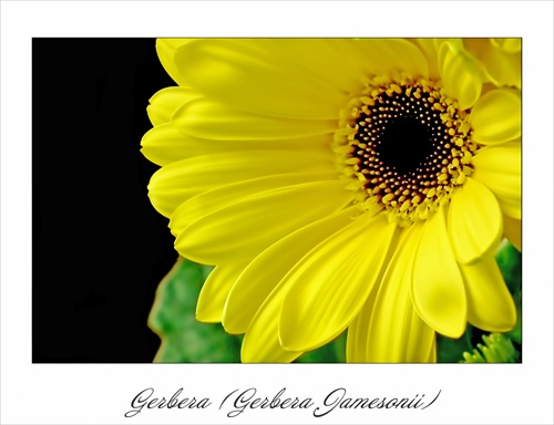 Gerbera