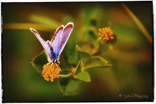 Motýľ Emanuel ;-)