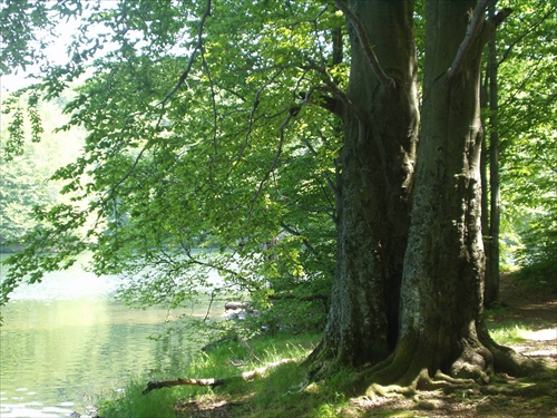Stromy pri jazere