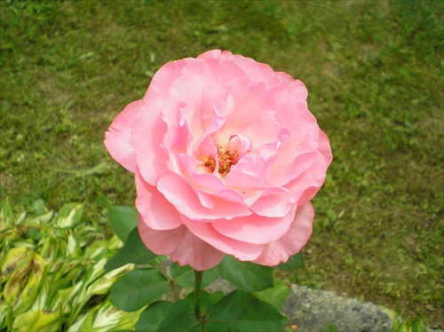 Ruža Queen Elizabeth