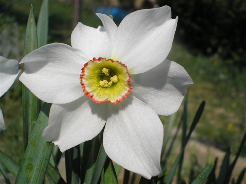 Biely Narcis