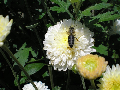 Včielka a chrizamténa