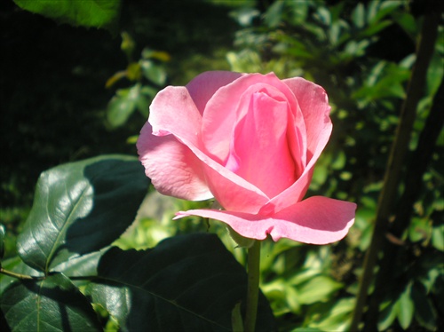 Ruža Queen Elizabeth