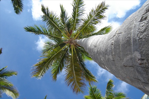 Vysočizná palma
