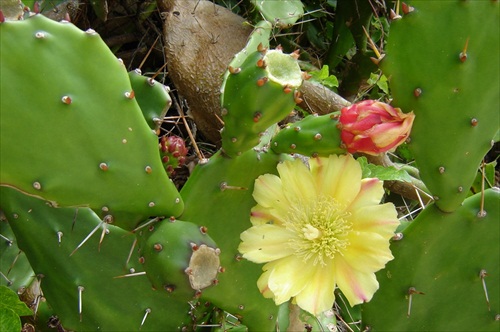 Rozkvitnutý kaktus