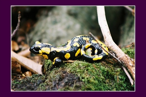 Salamander