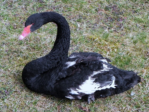 labuť čierna
