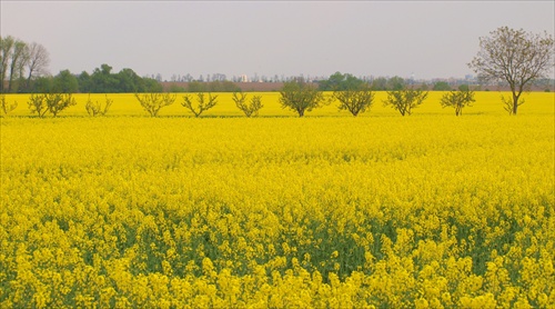 žlté pole