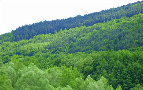 Lesy