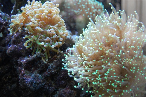 Koraly