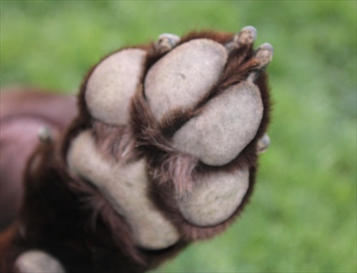 Paw...