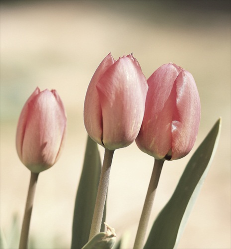 Tulips II...