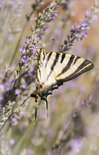 motýľ II.