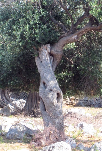 Mrzutý olivovník