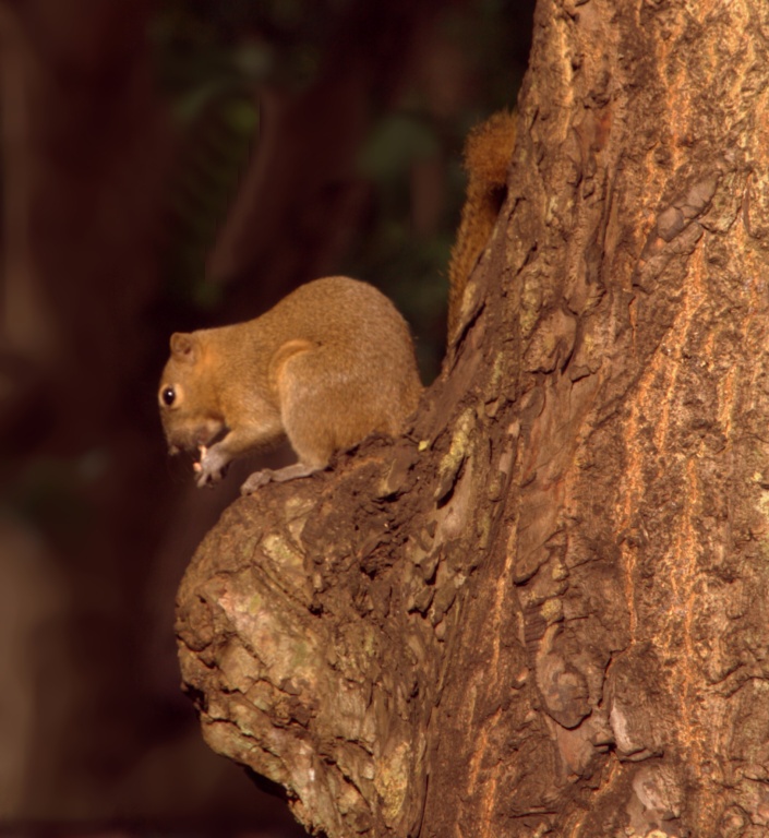 Veverička 2