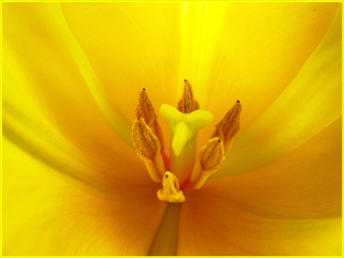 v tulipáne
