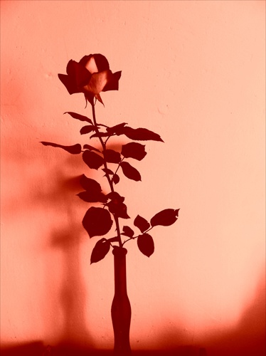 Tieň a ruža