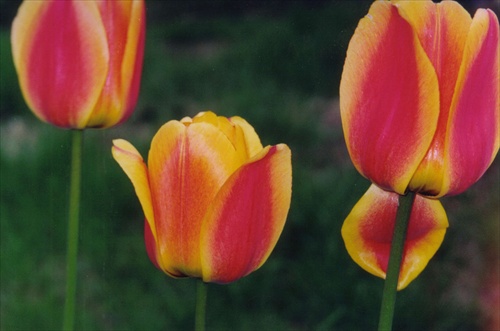 Tulipány z Amsterdamu