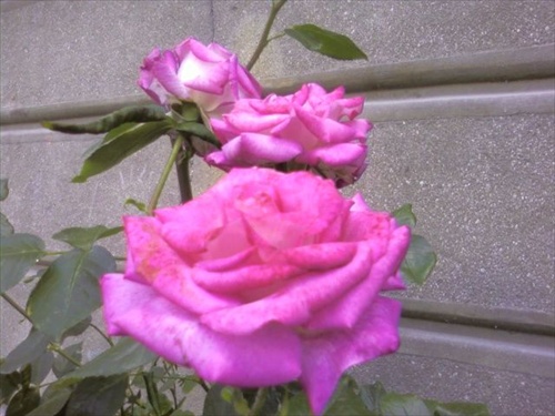 Ruža - krása v nedokonalosti