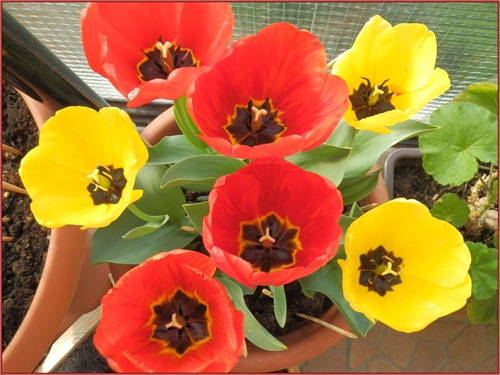 ... tulipány :)