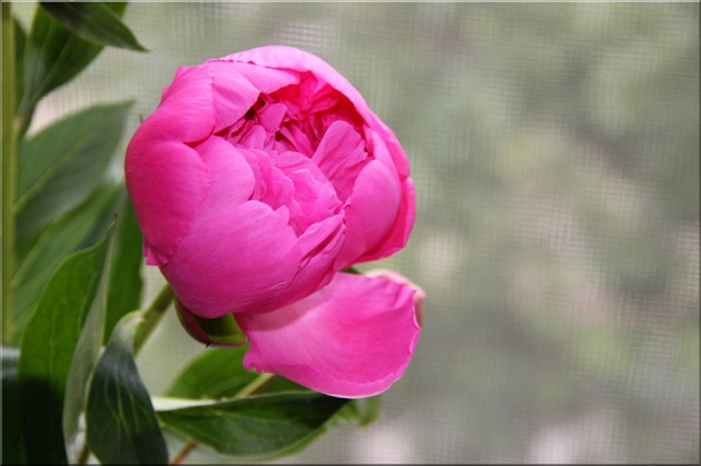 Ružová pivonka