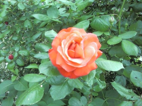 Ruža v plnom kvete