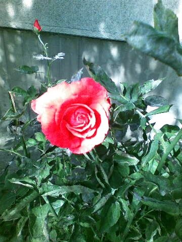 Ruža a svetlo...